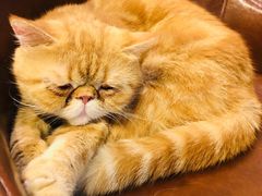 -猫小院猫主题餐厅(三里屯店)