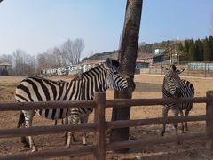 -大连森林动物园