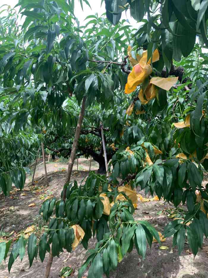 南汇新场球球家水蜜桃采摘农家乐