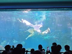 -海合安成都极地海洋公园