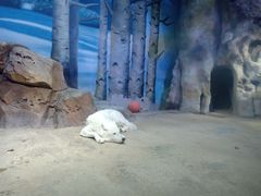 -芜湖新华联大白鲸海洋公园