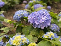 -上海共青森林公园