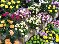 -秦美花卉(天朗·莱茵小城2期店)