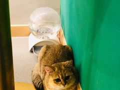 -飞行喵MR PILOT|猫舍·猫咖(静安大融城店)