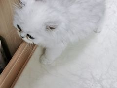 -宠福鑫康馨动物医院·骨科·眼科
