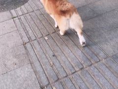 -宠福鑫康馨动物医院·骨科·眼科