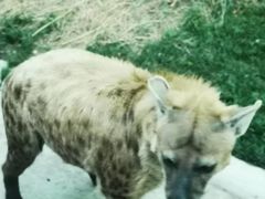 -北京野生动物园