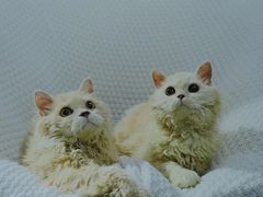 -红蜡烛-养生粥-津鲁菜(中山路店)