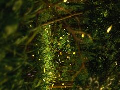 -杭州植物园