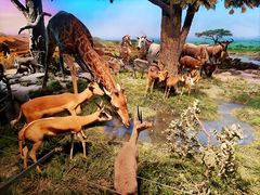 -国家自然博物馆