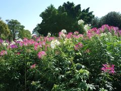 -松山湖梦幻百花洲