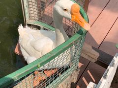 -南宫五洲植物乐园