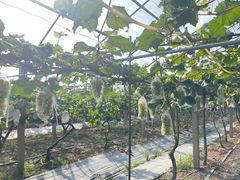 -马陆小张葡萄园农家乐