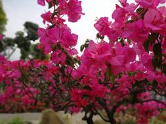 -松山湖梦幻百花洲