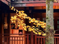 -青城山六善酒店·紫氣園中餐厅