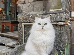 -喵屿·大理花园猫咖