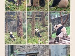 -都江堰中华大熊猫苑