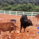 [亲亲]阿菠萝小猪的王国也是小宝贝们的欢乐王国