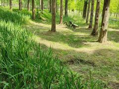 -黄海国家森林公园