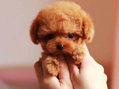 -东方名猫馆·英短金渐层布偶猫舍(环线广场1号楼店)