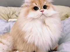 -猫十亿·布偶金渐层·曼基康矮脚猫舍(青年路店)