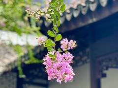 -上海醉白池公园