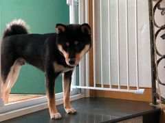 -喜柴咖啡·柴犬狗咖