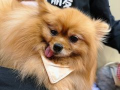 -和它·交个朋友·狗咖猫咖(爱琴海店)
