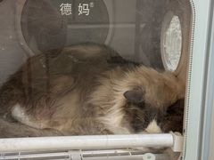 -悠尼宠物·独立低压伊珊娜洗护·美容·寄养(兰谷路店)