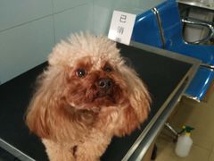 -荣耀金沙动物医院(清江西路店)