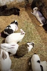 点击看大图 -酷嗒动物文化乐园(cutezoo西溪乐天城店)