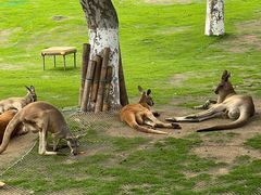 -西霞口神雕山野生动物世界