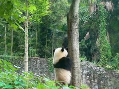 -都江堰中华大熊猫苑