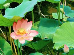 -荔湾湖公园