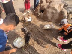 -西霞口神雕山野生动物世界