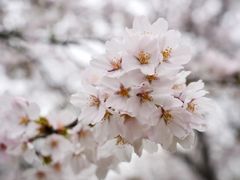 -顾村公园