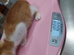 -瑞派名望24h动物医院异宠专科·猫专科·骨科·重症监护分院