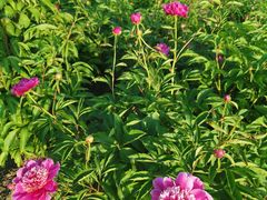 -长春公园(普阳街道)