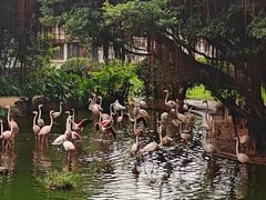 -九龙公园
