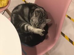 -三花喵·撸猫购宠·宠物生活馆(虹桥南丰城店)