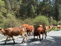 -硗碛藏寨·神木垒景区