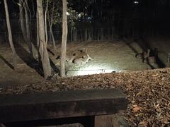 -清迈夜间动物园
