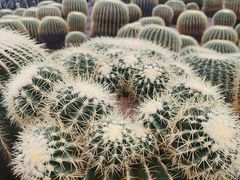 -南山植物园
