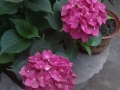 -宋柏树北京果木烤鸭(安东卫店)