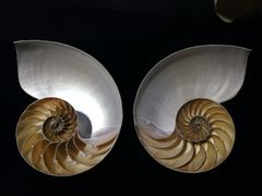 -青岛贝壳博物馆