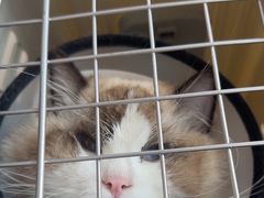 -艾贝尔宠物医院·24H转诊中心·肿瘤猫专科(江宁双龙店)