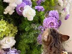 -初甜·舒芙蕾·韩式雪花冰(流塘店)