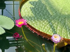 -北京植物园-展览温室