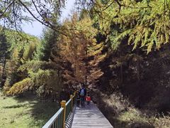 -苏木山森林公园