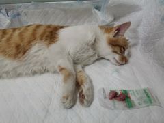 -灵美宠物诊所